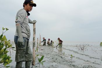 Adi Sumari dan hutan mangrove di pantai Kuala Penet