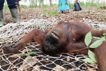 BKSDA selamatkan tiga ekor orangutan di Kotim dalam sehari