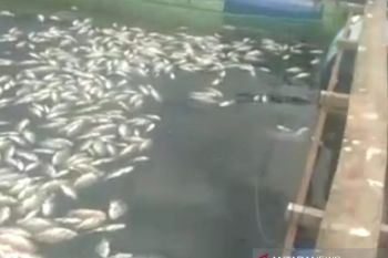Satu ton ikan di Danau Maninjau mati massal