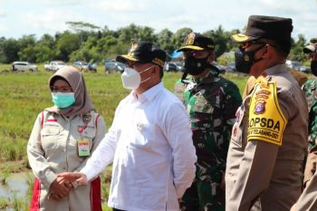 Pengembangan kawasan food estate Kalteng berjalan baik meski curah hujan tinggi