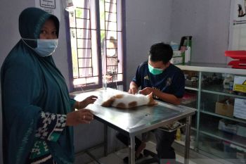 Klinik Hewan Darurat Gempa Sulbar telah salurkan satu ton makanan kucing