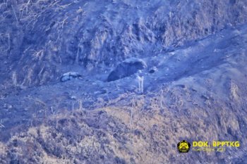 BPPTKG menegaskan material hitam di lereng Merapi bukan kubah lava baru