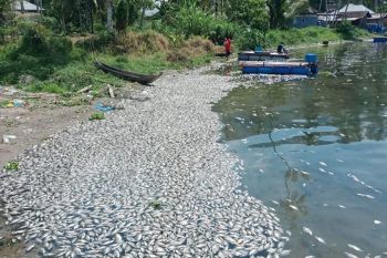 Total ikan mati di Danau Maninjau jadi 15 ton