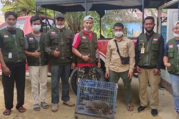 Yayasan Pandu Dumai lepasliarkan Trenggiling yang masuk permukiman