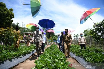 Kelurahan Kuala Pembuang I berpotensi kembangkan destinasi agrowisata