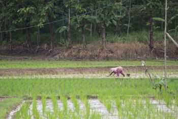 Petani siasati kenaikan pupuk dengan kelola pupuk kandang
