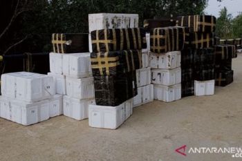 Anggota sindikat penyelundup benih lobster berhasil ditangkap Polres Tanjabtim