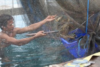 Jelang Imlek harga lobster Lampung naik