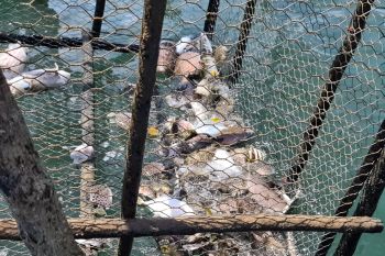 Jelang Imlek nelayan Batam  berburu ikan dinkis