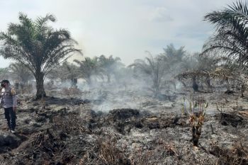 10 hektare lahan sawit di Tiku Agam hangus terbakar