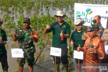Pengembangan desa wisata mangrove dibantu PLN Kalbar Rp400