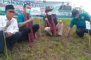 Unram menginisiasi gerakan menanam hijauan pakan ternak di Lombok Utara