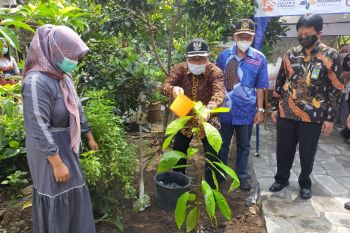 Kulon Progo intensifikasi tanaman kakao