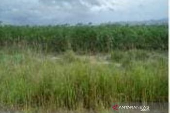 Disayangkan, percontohan budidaya bawang putih  Poso terhenti