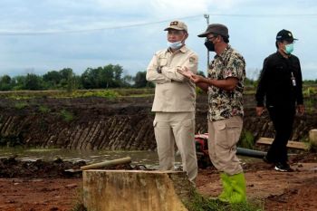 Pemerintah siapkan strategi percepat penanaman di Dadahup