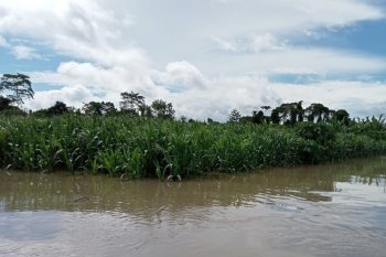 4.500 hektare lahan pertanian di Keerom rusak akibat banjir