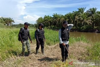 BKSDA : Buaya serang manusia karena terganggu racun ikan
