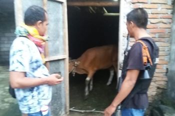 Polsek Jerowaru gagalkan pencurian ternak