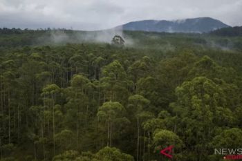 Kawasan konservasi esensial Sumsel disebut jadi yang terluas di Indonesia
