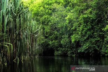 Kolaborasi jadi kunci pengelolaan gambut berkelanjutan
