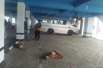 Mukomuko dapat bantuan 25 VAR untuk 25 pasien gigitan hewan penular rabies