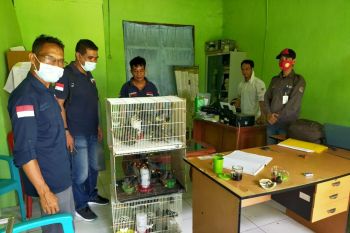 BBKSDA NTT gagalkan peredaran  burung jalak tunggir merah