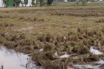 2.708 hektare tanaman padi di Kudus puso karena banjir