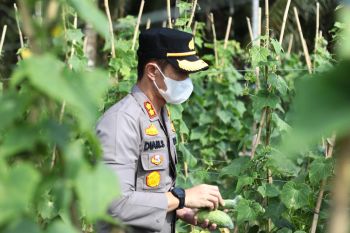 Kapolres Inhil panen sayuran di Kampung Tangguh Nusantara