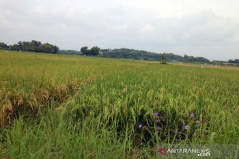 Dispertan dorong asuransi tanaman padi antisipasi cuaca ekstrem