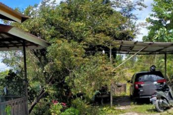 Warga Gumas diimbau pangkas pohon rawan tumbang