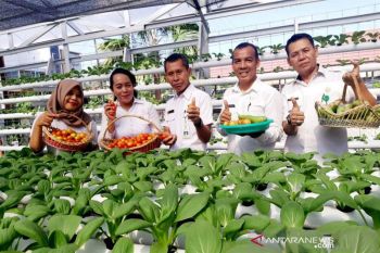 Dinas KPP Barut kenalkan tanaman hidroponik  melalui OPAL