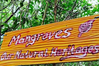 Wisata Mangrove Luppung Manyampa Bulukumba siap jadi percontohan nasional