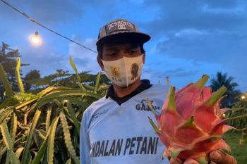 Buah naga ini berbuah banyak dengan metode penyinaran listrik PLN