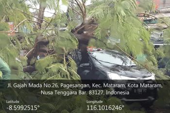 Pohon tumbang timpa mobil di Jalan Gajahmada Mataram