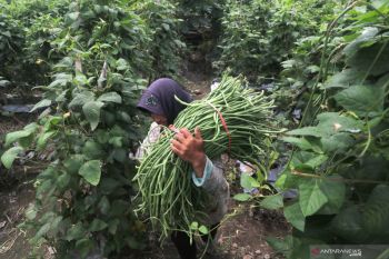 Panen Kacang Panjang