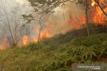 Sejak Februari, lima kawasan hutan di Batam terbakar