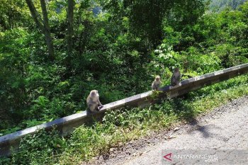 Kera di lintas Parapat jadi daya tarik tersendiri dan berpotensi tingkatkan kunjungan wisata Danau Toba