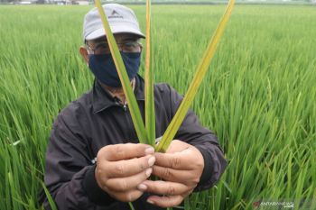 Tanaman Padi Terserang Hama Daun