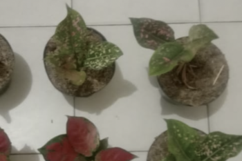Tak lunasi pembelian bunga aglonema, pedagang rugi Rp16 juta