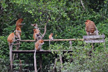 Conservation efforts put Curiak Island on the map --- literally