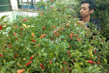 Warga Palangka Raya didorong produktif dengan manfaatkan lahan kosong