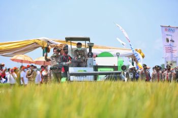 Produksi padi di Lampung naik 22,47 persen