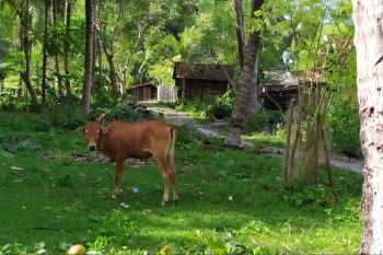 Lampung mulai kembangkan sapi Krui jadi komoditas unggul