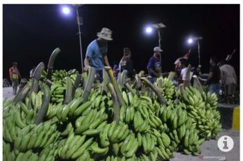 Produksi pisang di Tanggamus capai 10 ton per hektare