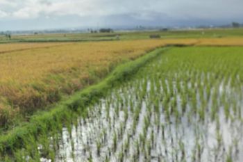 Luas panen padi di Sulut turun 0,31 persen