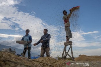 Jaga harga gabah dengan konstraling