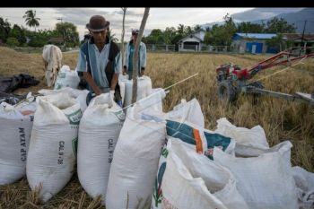 Produksi padi di Sulteng selama 2020 alami penurunan akibat banjir