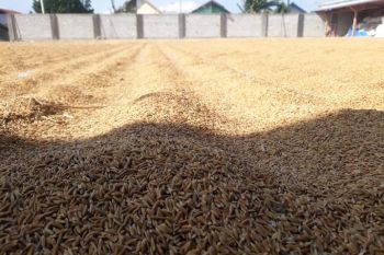 Pemkab Sigi  bentuk koperasi bagi peternak dan petani