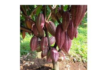 Produksi kakao di Pakuan Aji Lampung Timur menurun