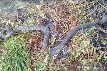 Ular sepanjang 2 meter mati terpanggang akibat karhutla di Siak